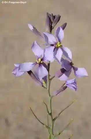 نبات Pseuderucaria clavata subsp. clavata في بيئته الطبيعية