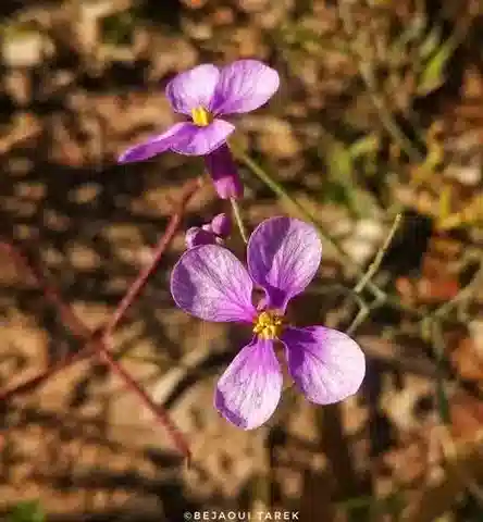 نبات Pseuderucaria teretifolia في بيئته الطبيعية