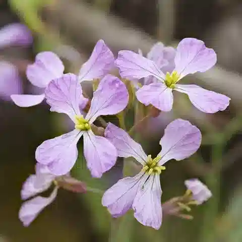 نبات Raphanus raphanistrum subsp. raphanistrum في بيئته الطبيعية