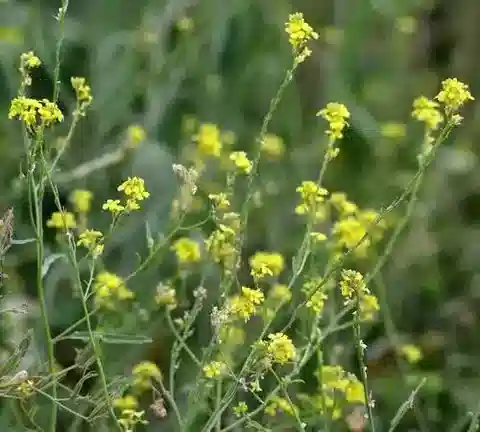 نبات Rapistrum rugosum في بيئته الطبيعية