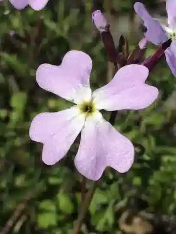 نبات Ricotia lunaria في بيئته الطبيعية