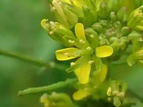 نبات Rorippa indica في بيئته الطبيعية