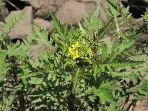 نبات Rorippa palustris في بيئته الطبيعية