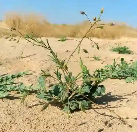 نبات Savignya parviflora subsp. parviflora في بيئته الطبيعية