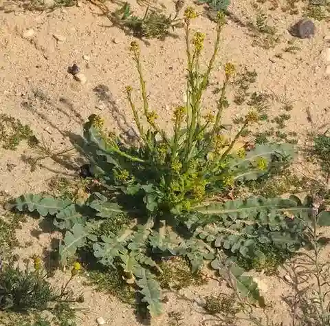 نبات Schimpera arabica في بيئته الطبيعية