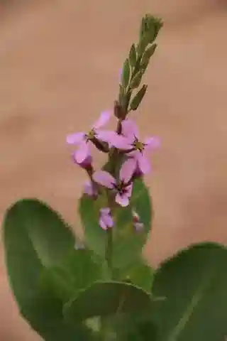 نبات Schouwia purpurea في بيئته الطبيعية