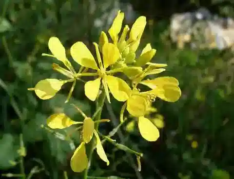 نبات Sinapis alba في بيئته الطبيعية
