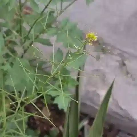 نبات Sisymbrium erysimoides في بيئته الطبيعية