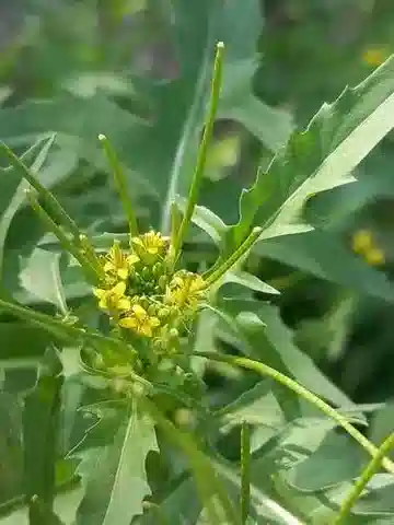 نبات Sisymbrium irio في بيئته الطبيعية