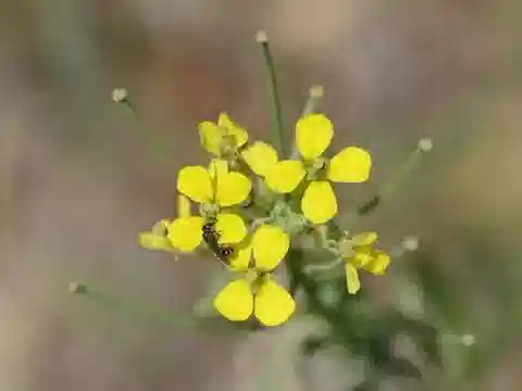 نبات Sisymbrium orientale في بيئته الطبيعية