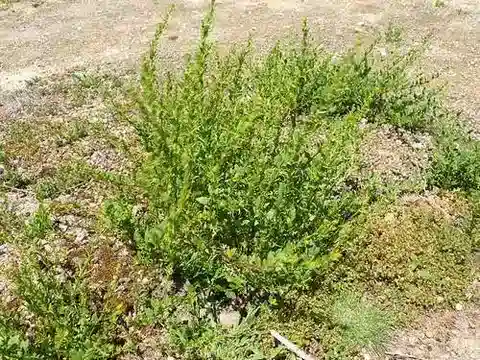 نبات Sisymbrium polyceratium في بيئته الطبيعية