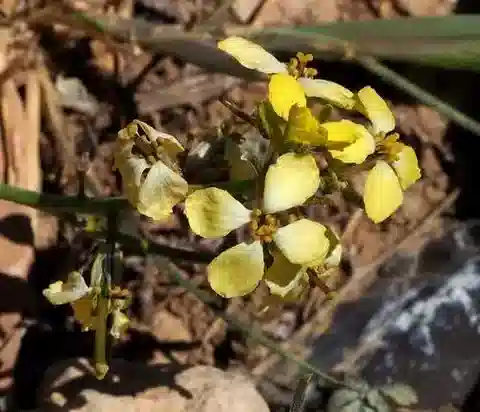 نبات Sisymbrium septulatum في بيئته الطبيعية
