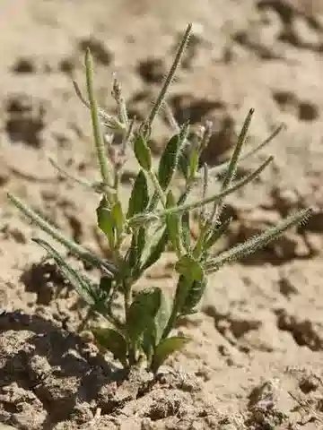 نبات Strigosella africana في بيئته الطبيعية