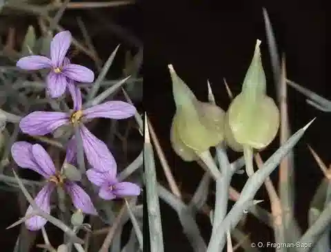 نبات Zilla spinosa subsp. spinosa في بيئته الطبيعية