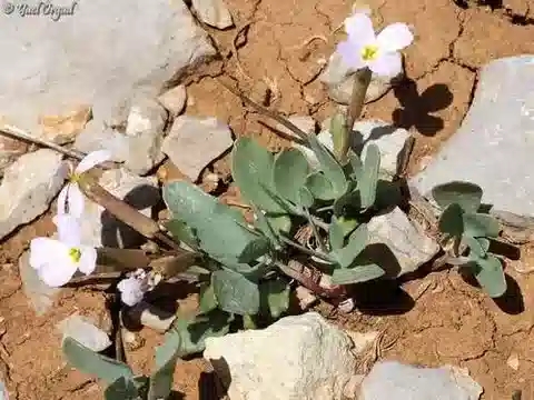 نبات Zuvanda crenulata في بيئته الطبيعية