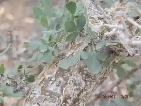 نبات المُر gileadensis في بيئته الطبيعية