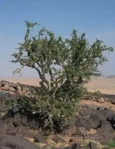 نبات المُر quadricincta في بيئته الطبيعية