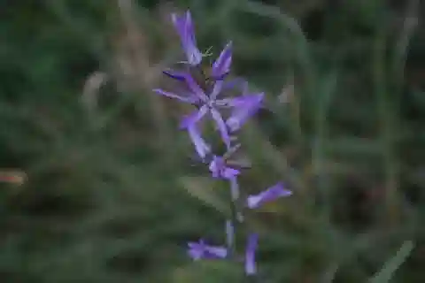 نبات الأسينيوما rigidum subsp. sinai في بيئته الطبيعية