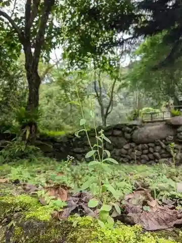 نبات الجرسية dimorphantha في بيئته الطبيعية