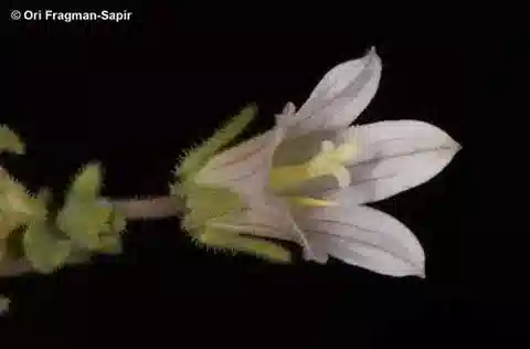 نبات الجرسية dulcis في بيئته الطبيعية