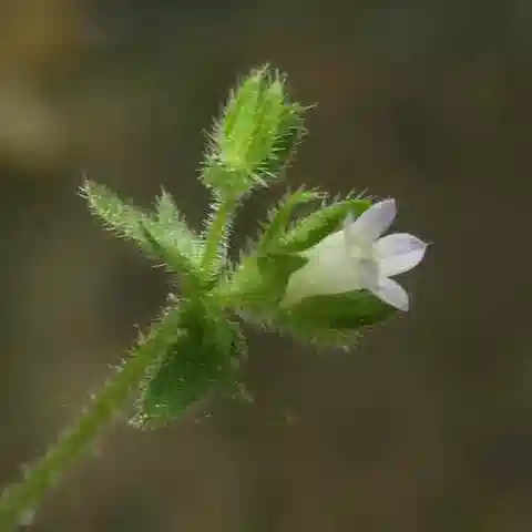 نبات الجرسية erinus في بيئته الطبيعية