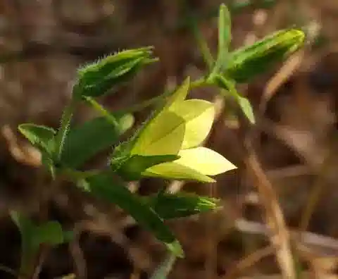 نبات الجرسية sulphurea في بيئته الطبيعية