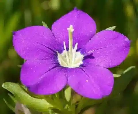 نبات اللِّغُوسية speculum-veneris في بيئته الطبيعية