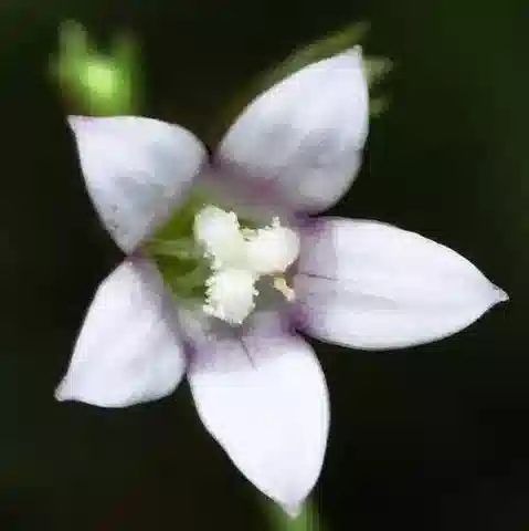 نبات الواهلنبرجية campanuloides في بيئته الطبيعية