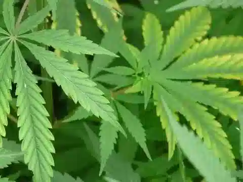 نبات القنب sativa في بيئته الطبيعية