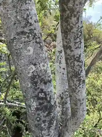 نبات Boscia integrifolia في بيئته الطبيعية