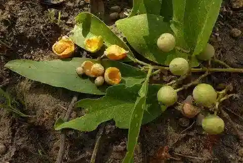 نبات Boscia salicifolia في بيئته الطبيعية