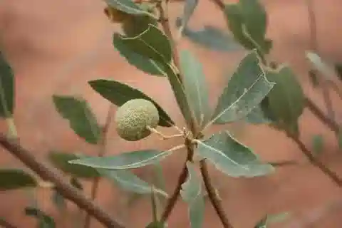 نبات Boscia senegalensis في بيئته الطبيعية