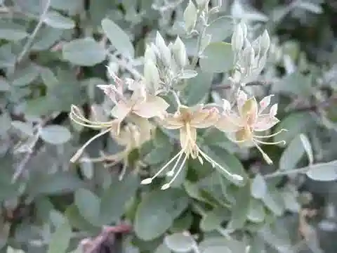 نبات Cadaba farinosa subsp. farinosa في بيئته الطبيعية