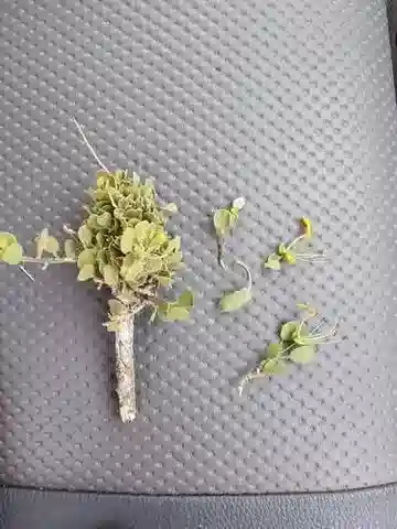 نبات Cadaba glandulosa في بيئته الطبيعية