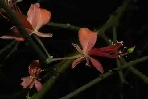 نبات العُلّيق decidua في بيئته الطبيعية