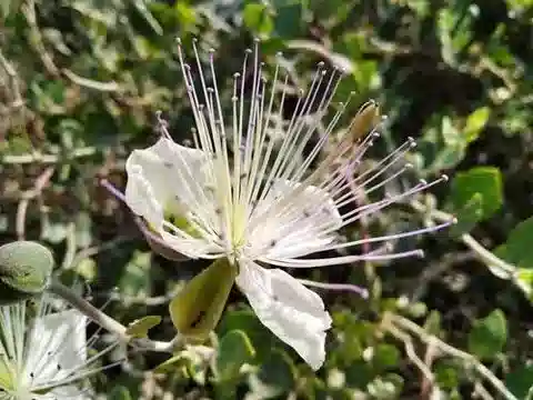نبات العُلّيق spinosa subsp. spinosa في بيئته الطبيعية