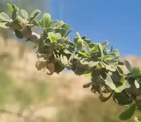 نبات Maerua crassifolia في بيئته الطبيعية