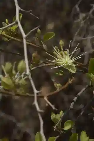 نبات Maerua oblongifolia في بيئته الطبيعية