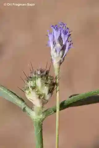 نبات السفاليريا syriaca var. syriaca في بيئته الطبيعية
