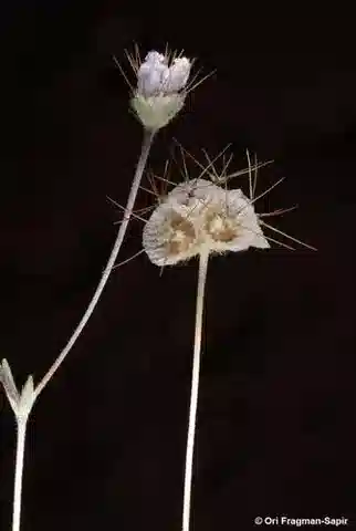 نبات اللوميلوسية aucheri في بيئته الطبيعية