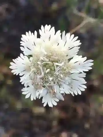 نبات اللوميلوسية palaestina في بيئته الطبيعية