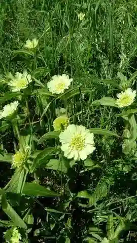 نبات اللوميلوسية prolifera في بيئته الطبيعية