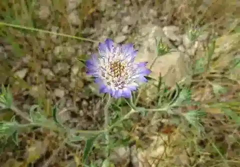 نبات البتيروسفالوس arabicus في بيئته الطبيعية