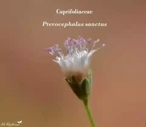 نبات البتيروسفالوس sanctus في بيئته الطبيعية