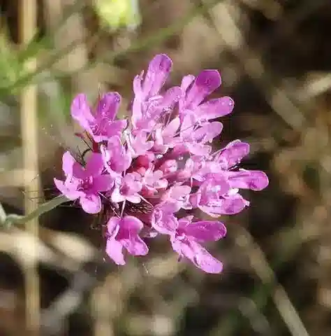 نبات الصَّبِيْغة arenaria في بيئته الطبيعية