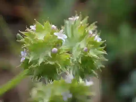 نبات ال.valeriana discoidea في بيئته الطبيعية