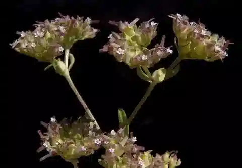 نبات ال.valeriana szovitsiana في بيئته الطبيعية