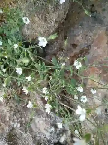 نبات الرملية deflexa var. glabrata في بيئته الطبيعية