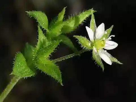نبات الرملية leptoclados في بيئته الطبيعية