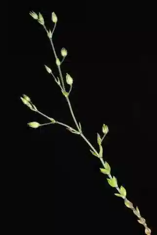 نبات الرملية serpyllifolia var. serpyllifolia في بيئته الطبيعية